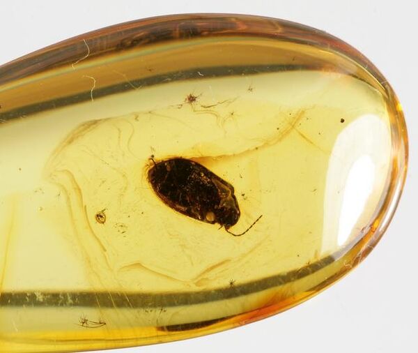 Nice beetle in Baltic amber fossil stone silver pendant