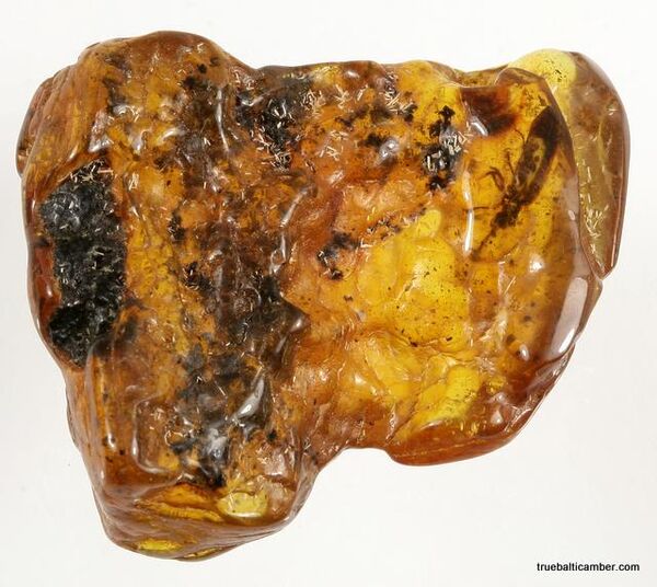 Large CUPEDIDAE in genuine Baltic amber fossil stone