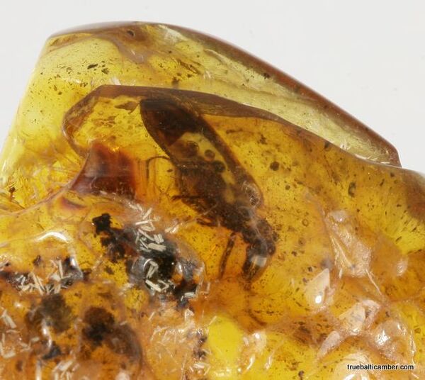 Large CUPEDIDAE in genuine Baltic amber fossil stone