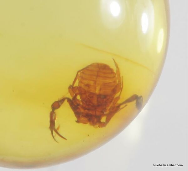 Pseudoscorpion fossil insect in Baltic amber