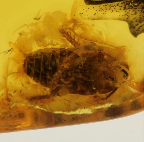 Genuine Baltic amber fossil stone with large cockroach