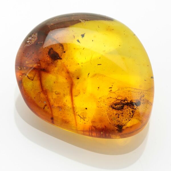 Ant Insect inclusions in Baltic amber fossil stone