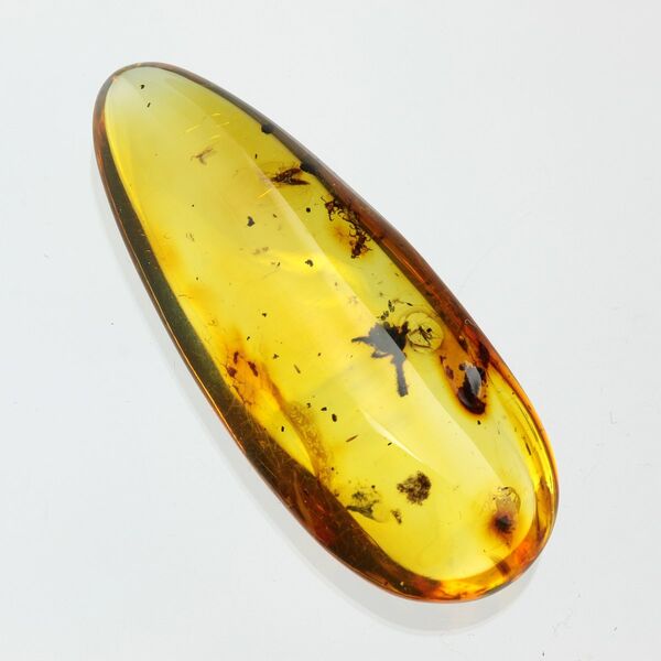 Flower Insect inclusions in Baltic amber fossil stone