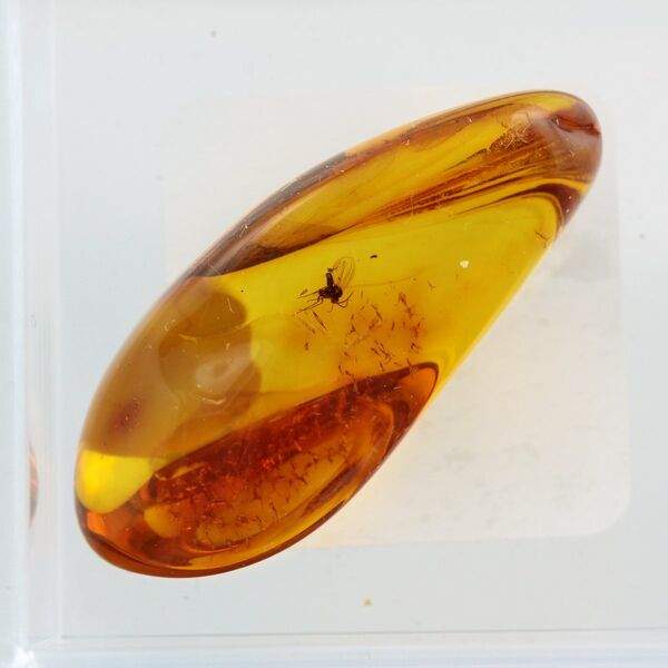 Trapped insect in Baltic amber with magnifying box