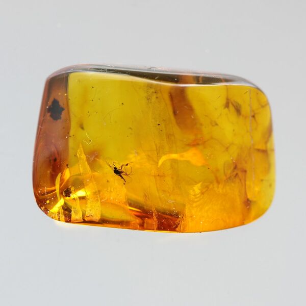 Gnats Insect inclusions in Baltic amber fossil stone