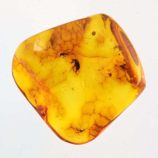 Beetle Insect inclusions in Baltic amber fossil stone