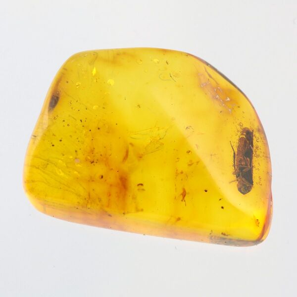 Cicada Insect inclusions in Baltic amber fossil stone