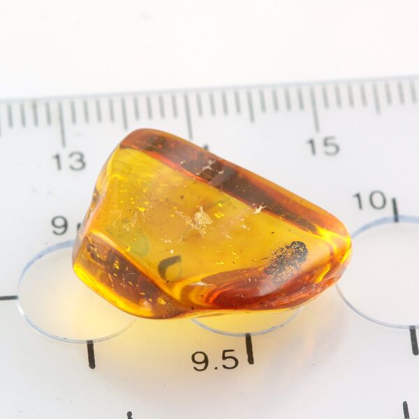 Cicada Insect inclusions in Baltic amber fossil stone