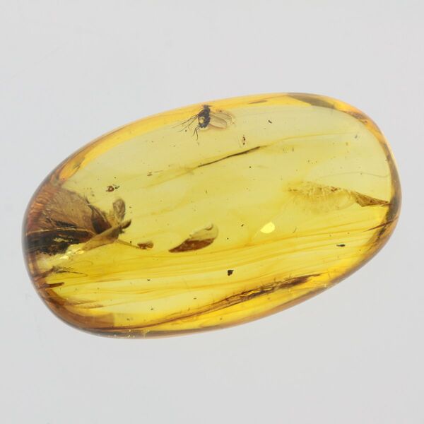 Insect inclusions in Baltic amber fossil big stone