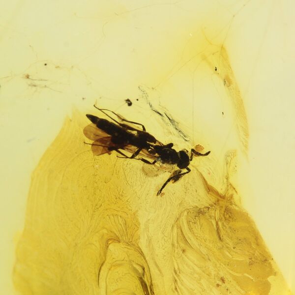 Insect inclusion in Baltic amber fossil big stone