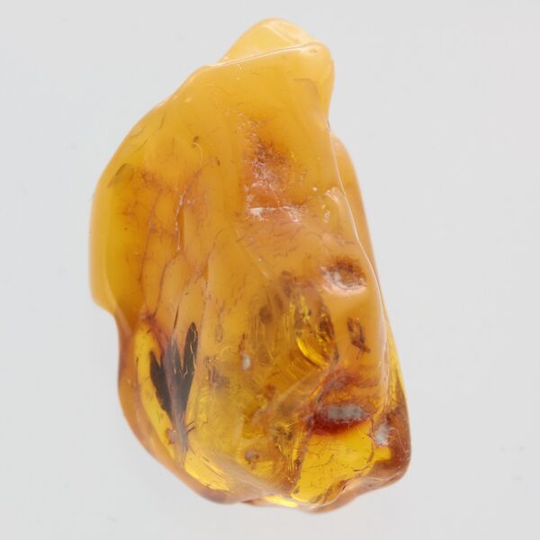 Moth Insect Inclusions in Baltic amber fossil stone