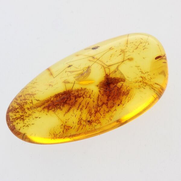 Gnat Insect in Baltic Amber Fossil Specimen