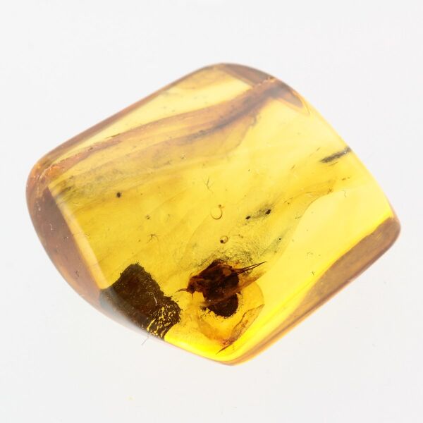 Big Gnat Insect in Baltic Amber Fossil Specimen
