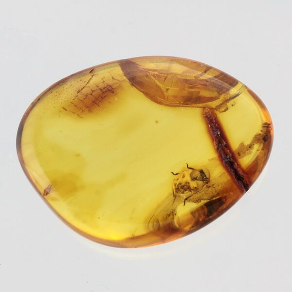 Nymph Insect in Baltic Amber Fossil Specimen