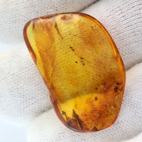 Ant trapped in Baltic Amber Fossil Specimen