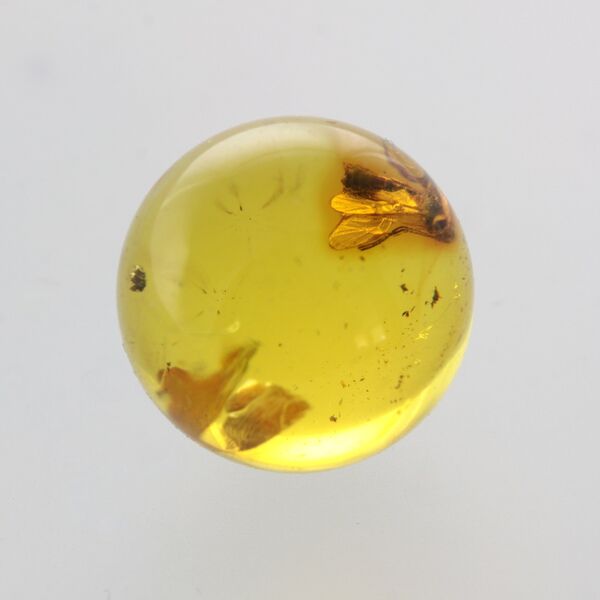 Gnat Insect in Baltic Amber Ball Fossil Specimen