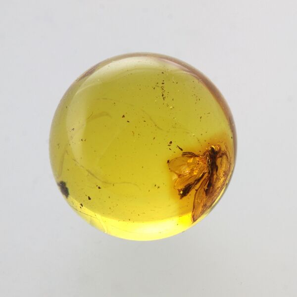 Gnat Insect in Baltic Amber Ball Fossil Specimen