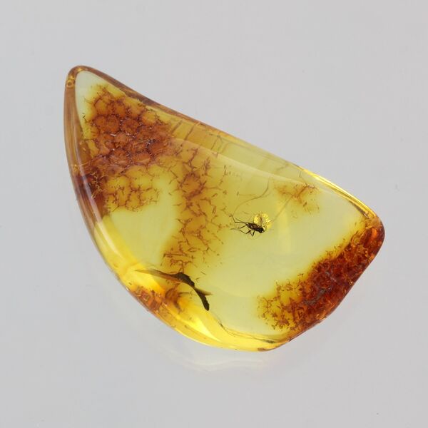 Fly Insect in Baltic Amber Fossil Specimen