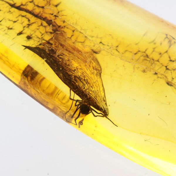 Spider Insect in Baltic Amber Fossil Specimen