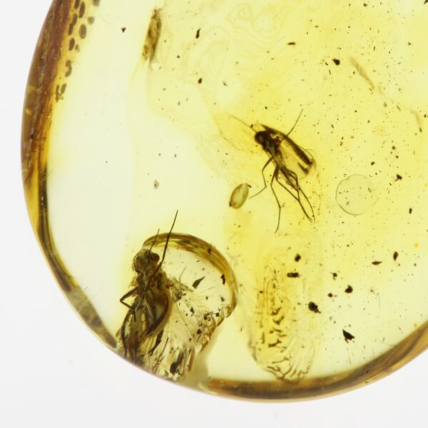 Fossil Insect Baltic Amber Pendant