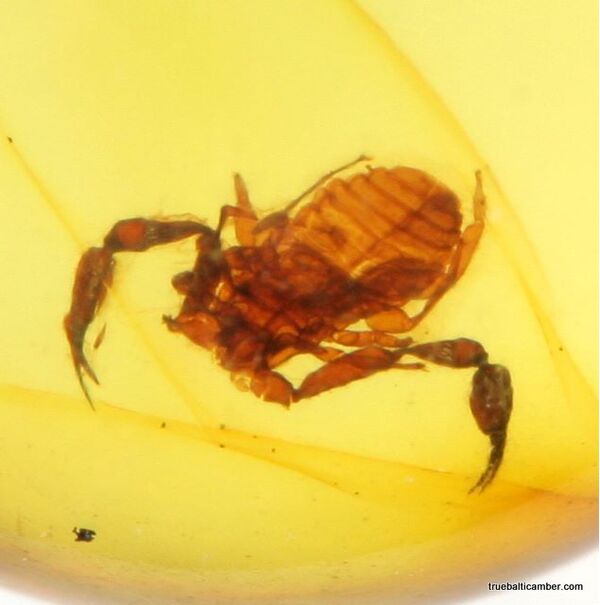 Pseudoscorpion fossil insect in Baltic amber