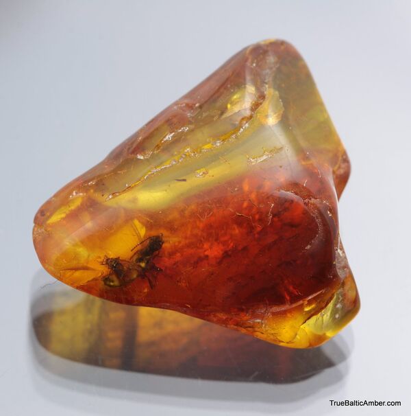 Large TERMITE inclusion in Baltic amber fossil stone