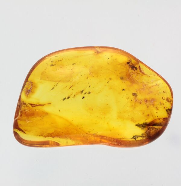Ant trapped in Baltic Amber Fossil Specimen