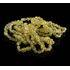 10 Unpolished Lemon BAROQUE Baby teething Baltic amber bracelets 14cm