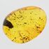 Gnat Insect inclusions in Baltic amber fossil stone