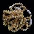 10 Raw Big White BAROQUE Baltic amber teething bracelets 14cm