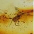 Rare fossil insect in genuine Baltic amber stone