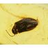 Nice beetle in Baltic amber fossil stone silver pendant