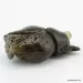 Carved Genuine BALTIC AMBER - Owl