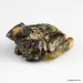 Carved Genuine BALTIC AMBER - Frog