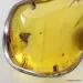 Large amulet Baltic amber silver pendant with insect inclusion 21g