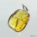 Large amulet Baltic amber silver pendant with diptera insect inclusion 15g