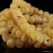 Raw Butter BAROQUE beads Baltic amber bracelet 7in