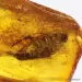 Big COCKROACH in Baltic amber fossil stone