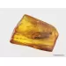 Big COCKROACH in Baltic amber fossil stone