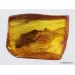 Big COCKROACH in Baltic amber fossil stone