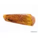 Big COCKROACH in Baltic amber fossil stone
