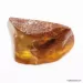 Big COCKROACH in Baltic amber fossil stone
