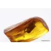 Big COCKROACH in Baltic amber fossil stone