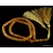 Islamic 33 CYLINDER Baltic amber prayer ANTIQUE beads