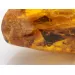 Huge amulet Baltic amber silver pendant w insect inclusion 55g