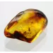 Gnat Insect inclusions in Baltic amber fossil stone
