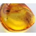 Ant Insect inclusions in Baltic amber fossil stone