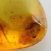 Ant Insect inclusions in Baltic amber fossil stone