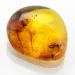 Ant Insect inclusions in Baltic amber fossil stone