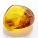 Ant Insect inclusions in Baltic amber fossil stone